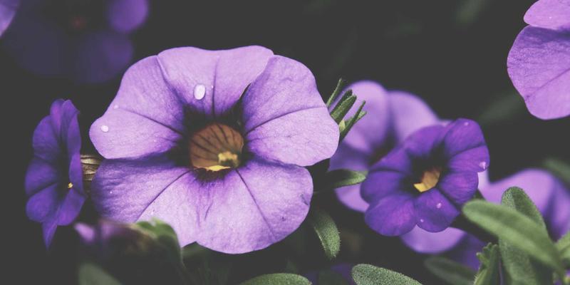 洛阳健康86：探秘千年古都的中医养生智慧与现代健康资讯