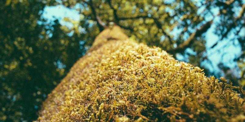 洛阳女性更年期综合管理指南：激素替代疗法与中医调理方案如何选择