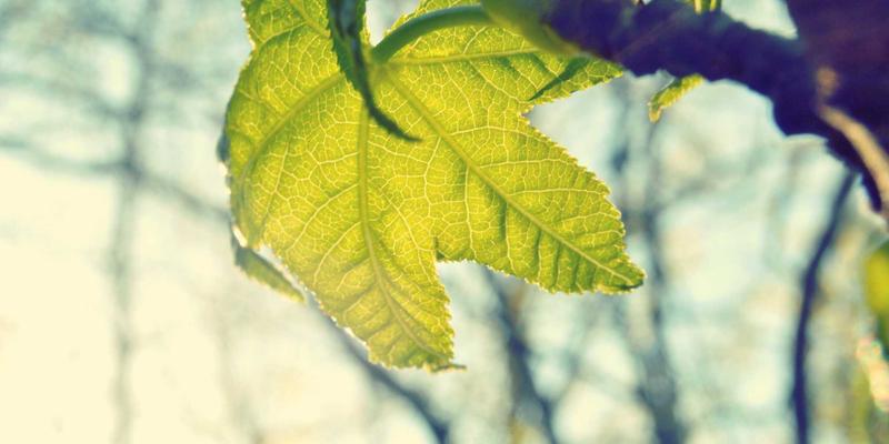 洛阳甲状腺疾病精细化诊疗新篇章：超声介入与内分泌科联合管理的优势与实践