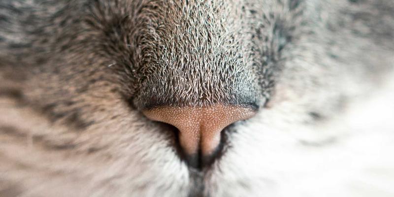 洛阳职业健康防护：重点行业尘肺病筛查与中医养生融合之道