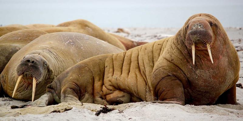 洛阳肿瘤医院精准放疗与多学科会诊（MDT）实例解析：现代科技与中医养生的融合之道