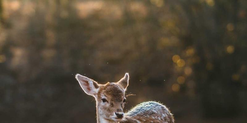 洛阳肿瘤防治全攻略：高危人群筛查、精准治疗中心与中医养生资源